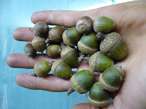 glands quercus x Hawkinsiae ( rubra x velutina )